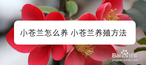 小苍兰怎么养 小苍兰养殖方法