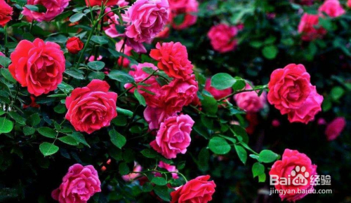 哪些盆栽开花的花期比较长