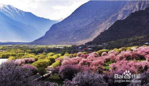 林芝桃花手机拍摄技巧