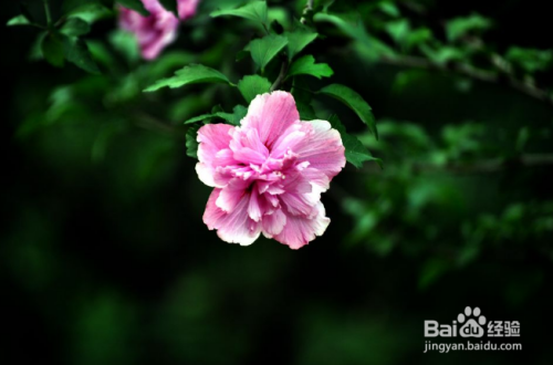 如何拍摄花才好看