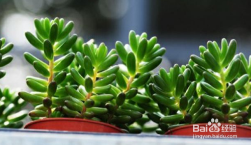 养多肉植物需要注意什么