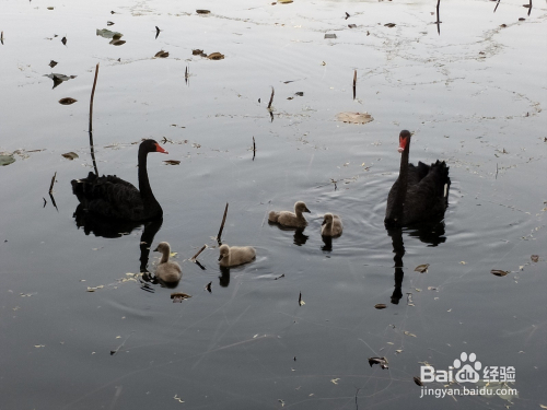 最是令人喜爱的-黑天鹅一家