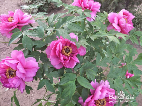 跟我学--拍出芍药花的高雅与华贵