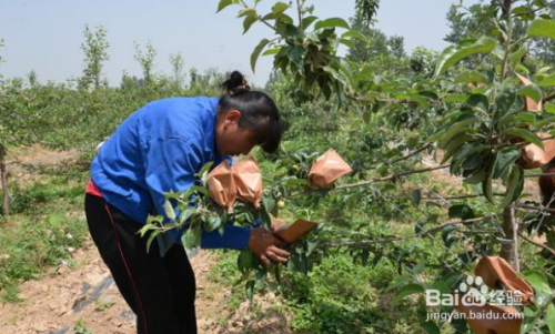 苹果套袋前怎么使用农药