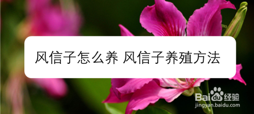 风信子怎么养 风信子养殖方法