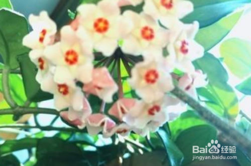 球兰叶子稠密影响开花吗