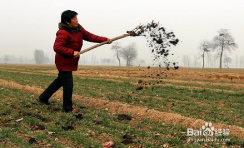 使用生粪会给植物带来哪些危害