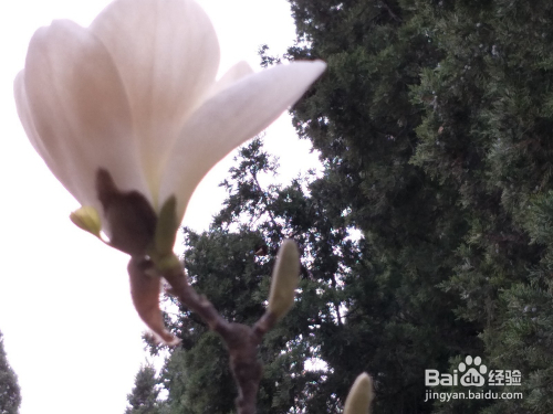 跟我学--如何抓好对洁的玉兰花