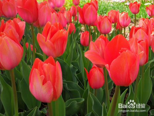 我的最爱的花--郁金香的见证