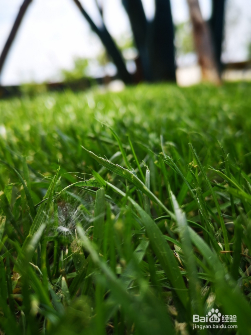 怎么用华为手机拍植物好看