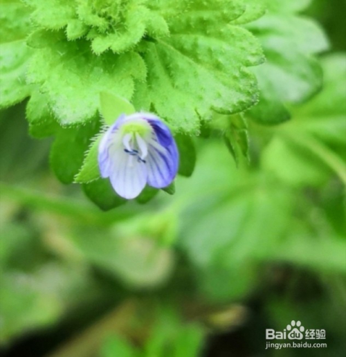 手机怎么拍出背景虚化的照片