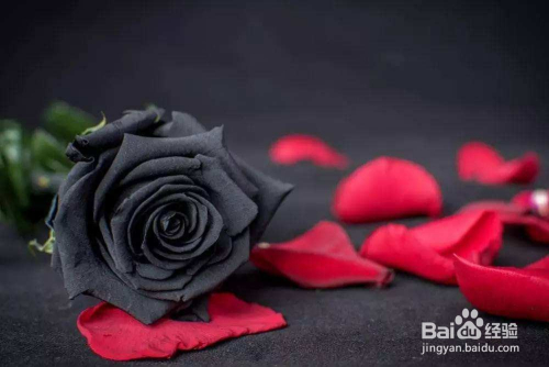 为什么说英雄联盟的黑色玫瑰是一个神奇的大区