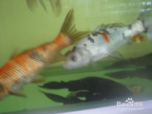 怎样拍鱼缸里游走的花鲤鱼