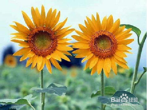 【Mathematica】根据位置预测颜色的网络