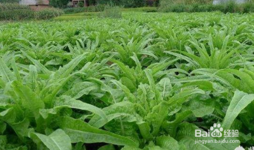 莴笋该如何种