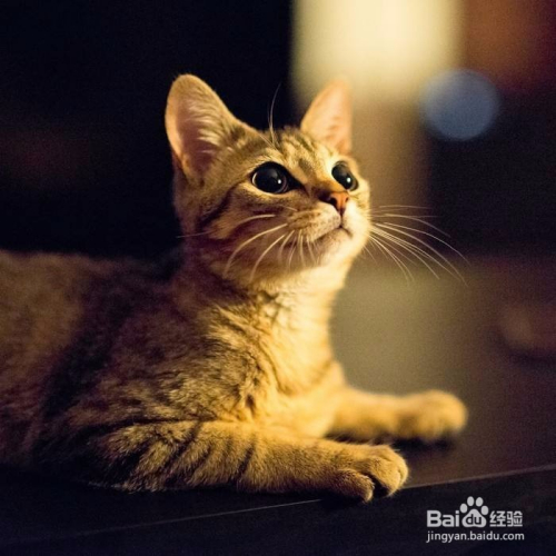 拍照时,怎么在照片上添加水印