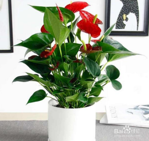 红掌冬季用塑料袋罩住塑料袋要剪洞吗