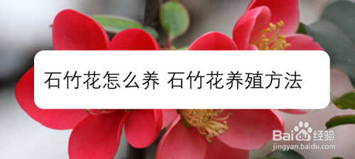 石竹花怎么养 石竹花养殖方法