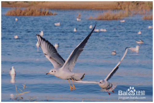 对焦锁定AF-L怎么用