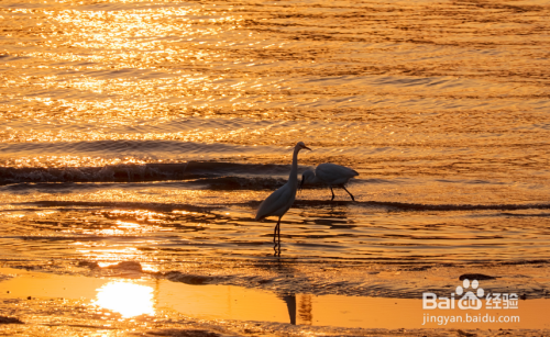 上海有哪些地方可以拍摄鸟
