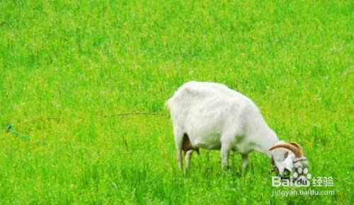 手机摄影的6个小技巧