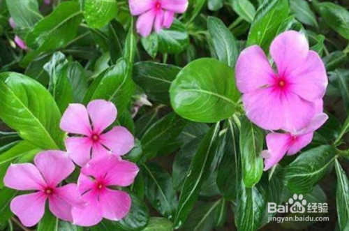 养殖的四季梅冻了怎么办