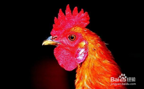 农村的老母鸡一般可以活多久