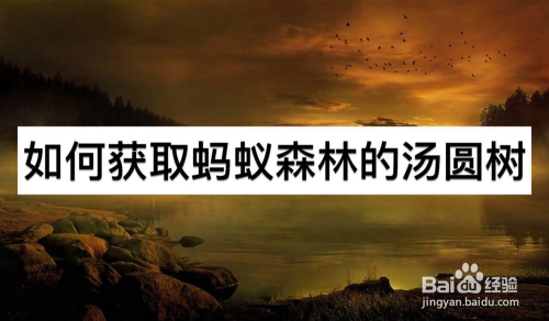 如何获取蚂蚁森林的汤圆树