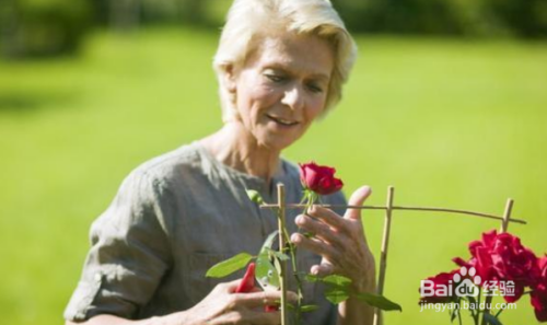 冬季需要剪掉月季在不断的打花苞么