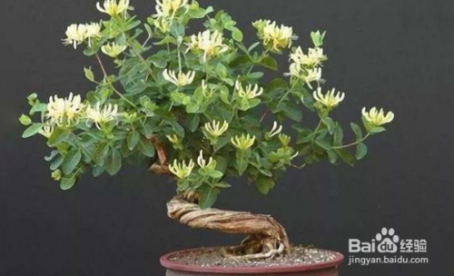 金银花放室内有哪些注意事项