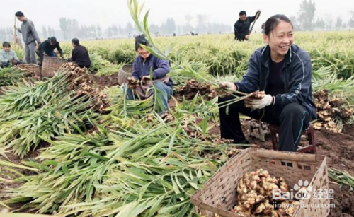 种植生姜的时候,直接用生粪可以吗
