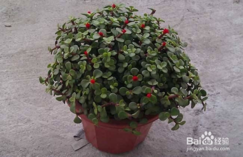 金枝玉叶如何配营养土施什么肥