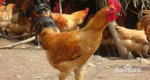 南瓜能直接用来喂鸡吗