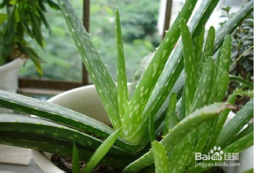 养的芦荟长太高怎么办