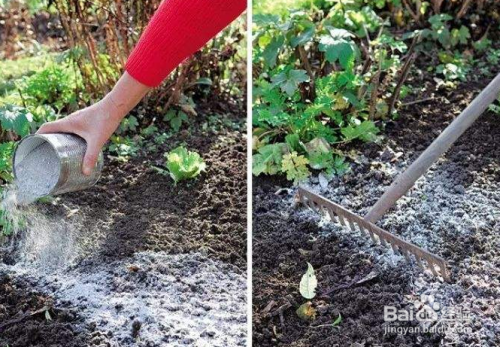 常用的盆栽花卉的肥料有哪几种怎么选择